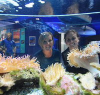 Solitary Islands Aquarium - Getaway Accommodation