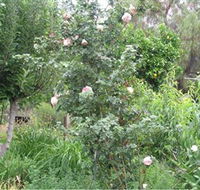 Tombstone Estate Vineyard - Getaway Accommodation