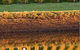 Pipers Brook Vineyard - thumb 0