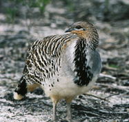 Yongergnow Australian Malleefowl Centre - Getaway Accommodation