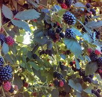 Gunnadoo Berries - Getaway Accommodation