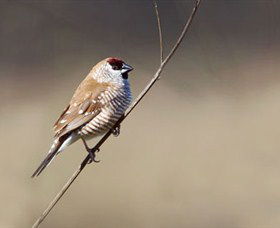 Capertee Valley Bird Trail - Getaway Accommodation 3