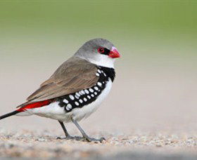 Capertee Valley Bird Trail - Getaway Accommodation 1