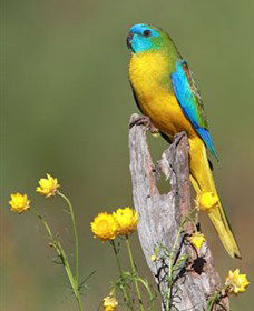 Capertee Valley Bird Trail - Getaway Accommodation 5