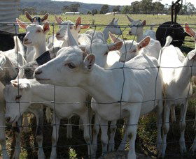Jannei Artisan Cheese Makers - Getaway Accommodation 5