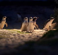 Phillip Island Nature Parks - Getaway Accommodation