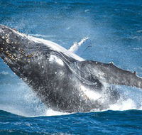 Sydney Whale Watching - Getaway Accommodation