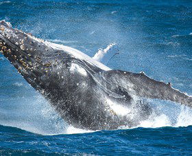 Sydney Whale Watching - Getaway Accommodation 0