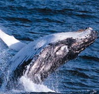 Sydney Eco Whale Watching - Getaway Accommodation