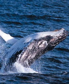 Sydney Eco Whale Watching - Getaway Accommodation 0