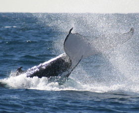 Sydney Eco Whale Watching - Getaway Accommodation 3