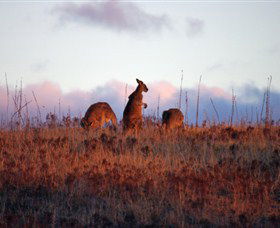 Dingo Tours - Getaway Accommodation 0
