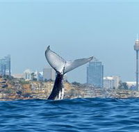 Oz Whale Watching - Getaway Accommodation