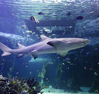 SEA LIFE Sydney Aquarium - Getaway Accommodation