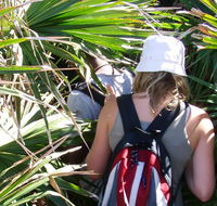 Palm Jungle loop track - Getaway Accommodation