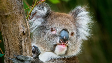 Brisbane Water National Park - Getaway Accommodation 2