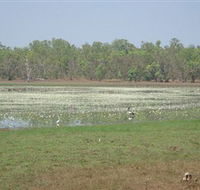 Leaning Tree Lagoon Nature Park - Getaway Accommodation