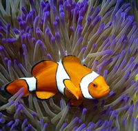 Reef HQ Aquarium - Getaway Accommodation