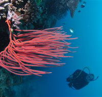 Eddy Reef Dive Site