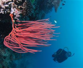 Eddy Reef Dive Site - Getaway Accommodation 0