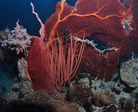 Eddy Reef Dive Site - Getaway Accommodation 2