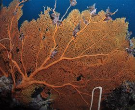 Eddy Reef Dive Site - Getaway Accommodation 3
