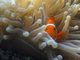 Beaver Reef Dive Site - Getaway Accommodation 0