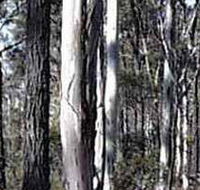 Kooyoora State Park - Getaway Accommodation