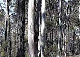 Kooyoora State Park - Getaway Accommodation 0