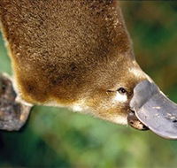 Eungella National Park - Getaway Accommodation