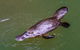 Platypus Viewing At Broken River - thumb 0