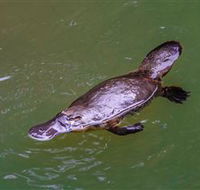 Platypus Viewing at Broken River - Getaway Accommodation