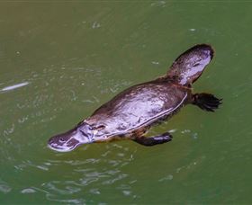 Platypus Viewing At Broken River - Getaway Accommodation 0