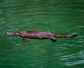 Platypus Viewing At Broken River - Getaway Accommodation 2