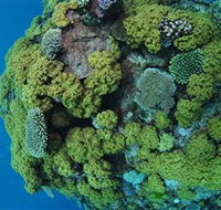 Keeper Reef Dive Site - Getaway Accommodation