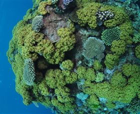 Keeper Reef Dive Site - Getaway Accommodation 0
