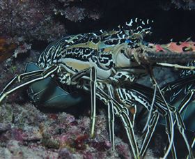 Keeper Reef Dive Site - Getaway Accommodation 2