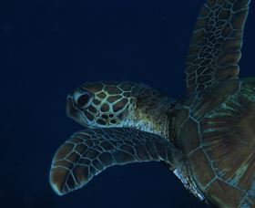 Keeper Reef Dive Site - Getaway Accommodation 3