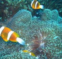 Davies Reef Dive Site - Getaway Accommodation