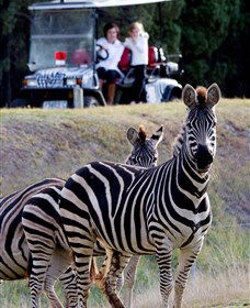 Taronga Western Plains Zoo, Dubbo - Getaway Accommodation 1