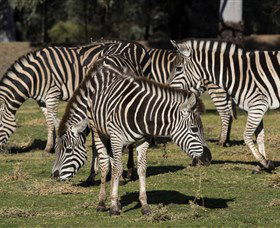 Taronga Western Plains Zoo, Dubbo - Getaway Accommodation 5