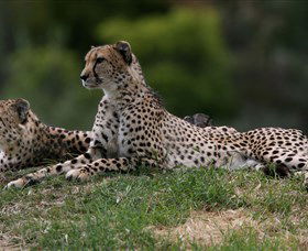 Taronga Western Plains Zoo, Dubbo - Getaway Accommodation 6