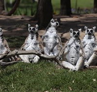 Savannah Visitor Plaza Taronga Western Plains Zoo Dubbo - Getaway Accommodation