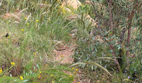 Ben Hall's Cave Walking Track - Getaway Accommodation 1