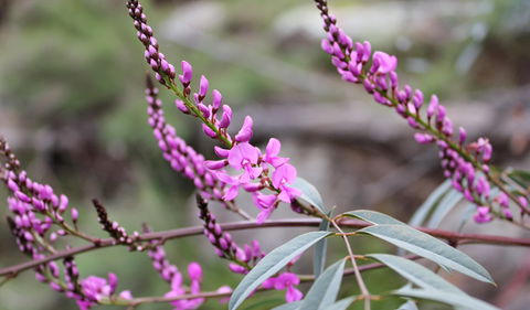 Basin Gully To Eualdrie Lookout Track - Getaway Accommodation 1