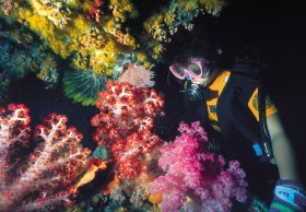 Bait Reef And Garys Lagoon Dive Site - Getaway Accommodation 1