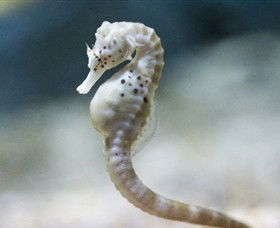 SEA LIFE Melbourne Aquarium - Getaway Accommodation 0
