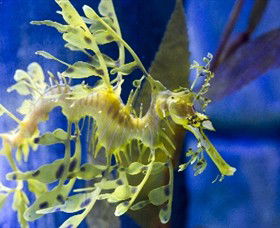 SEA LIFE Melbourne Aquarium - Getaway Accommodation 1