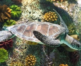SEA LIFE Melbourne Aquarium - Getaway Accommodation 5