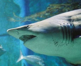 SEA LIFE Melbourne Aquarium - Getaway Accommodation 8